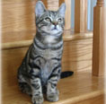 Casey Kitten
